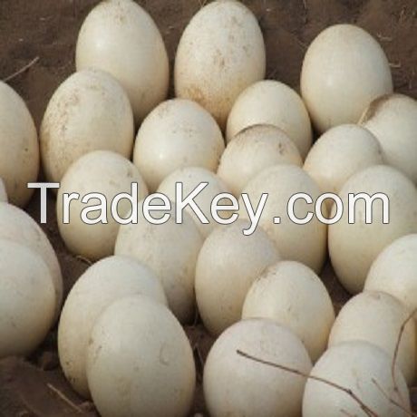 FERTILE PARROT EGGS