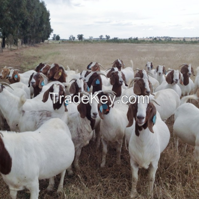 Pure Bred Boer Goats affordable negotiable prices