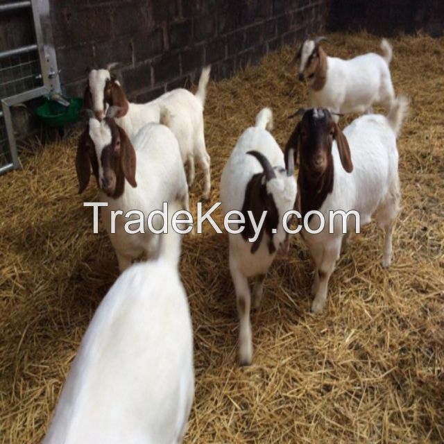 Organic production live Boer Goats For Sale