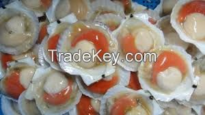 Delicious Seafood Frozen Sea Scallop With Half Shell