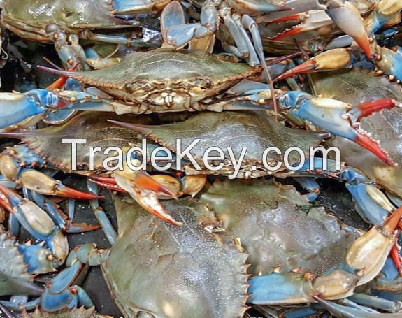 Blue Swimming Crab