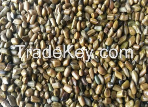 Cassia Tora Seeds special sales