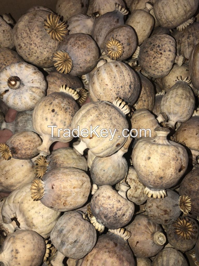 DRIED POPPY PODS Grade A