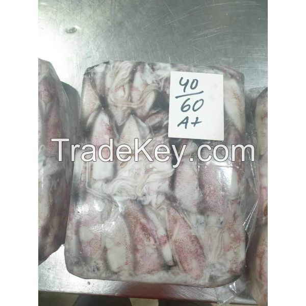 Loligo Squids For Sale At Cheap Price
