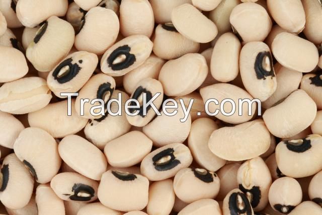 Cowpea