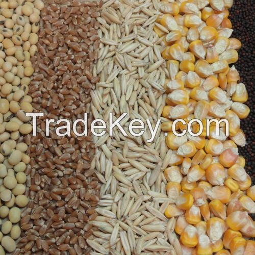 Maize Animal Feed High Protein Wholesale