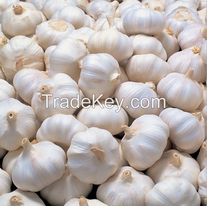 Wholesale High Quality Chinese Fresh White Galic/Red Garlic