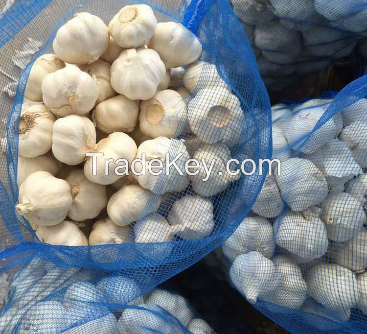 high quality new crop white galic with low price