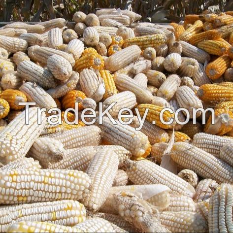 Feed Grade Yellow Corn / Yellow Maize / White maize non gmo