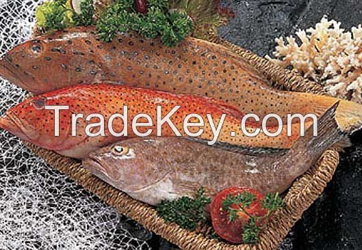 Fresh and Frozen SeaWater Fish
