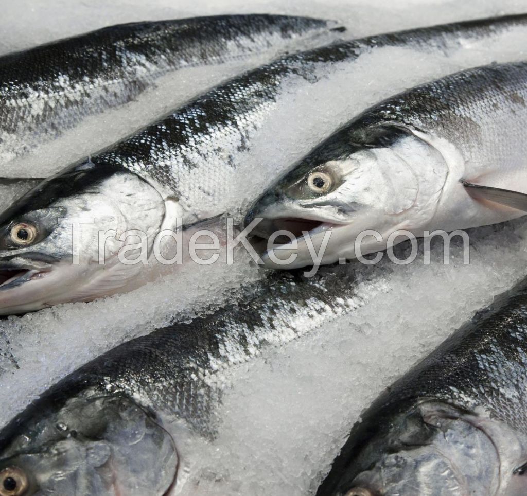 Fresh and Frozen Fish factory direct whole sale