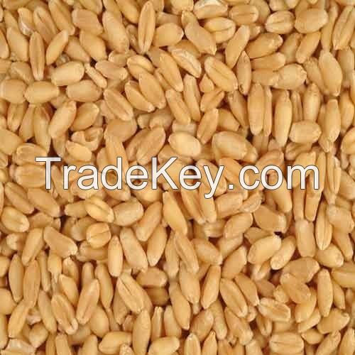 top quality durum dry wheat