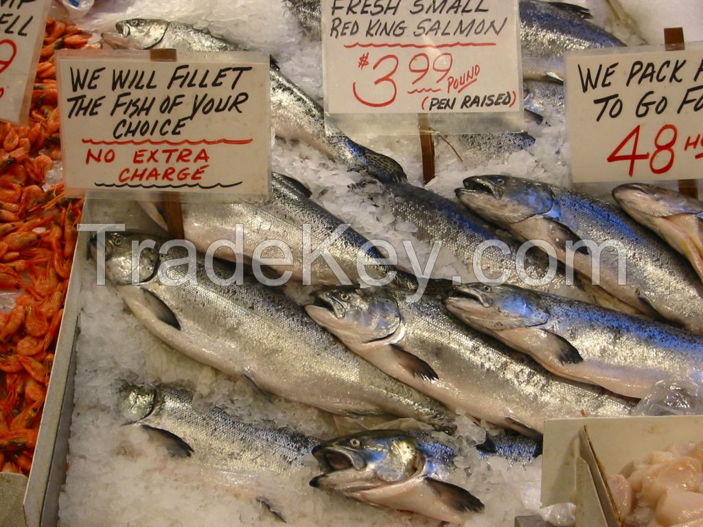 Grade High Quality Whole Round Pangasius Fish With Weight 10kg