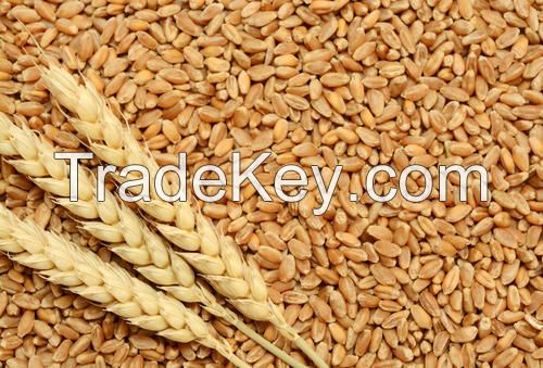 premium quality dry wheat from Ukraine