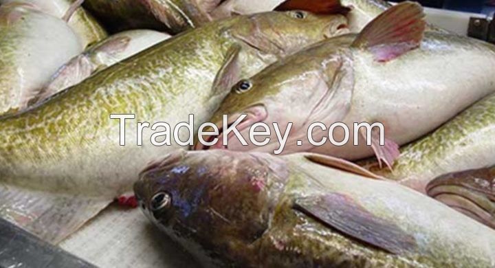 Russian Natural Fresh Frozen Fish Pacific Cod