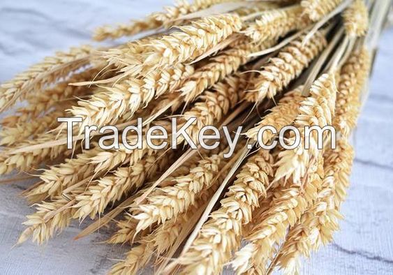Best quality dry wheat