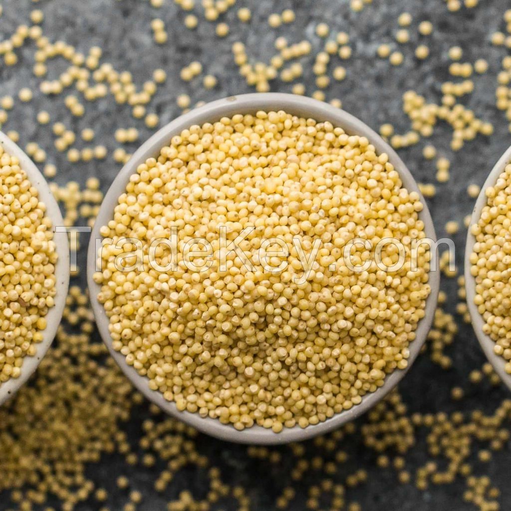 whole sale yellow millet