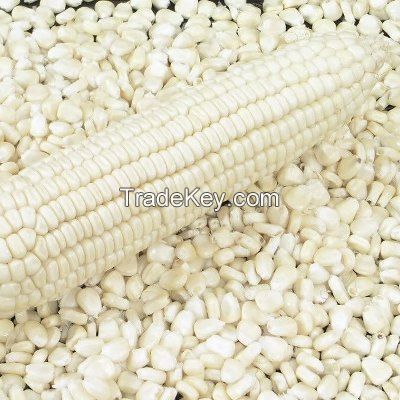 Whole sale best quality white corn