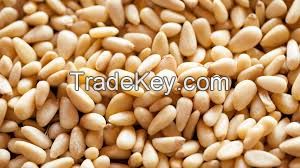 whole sale Pine Nuts