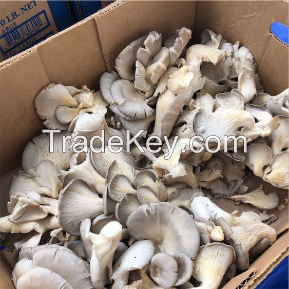 Oyster Mushrooms