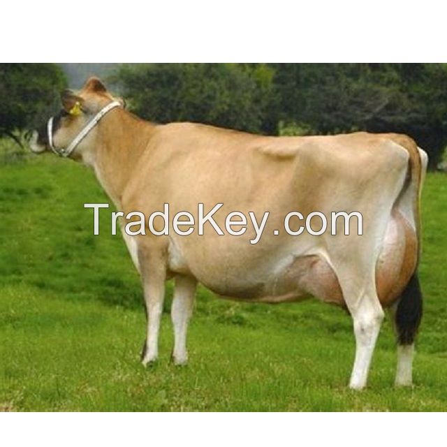 Livestock , Cattle Cow Pregnant Holstein Heifers/Healthy Pregnant Jersey