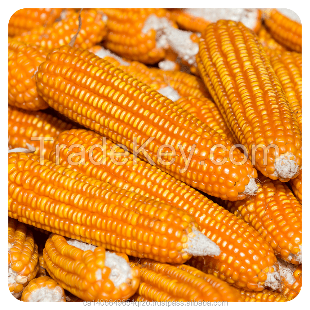 Wholesales prices Quality Grade A White and Yellow Corn animal feed Human consumption Yellow corn