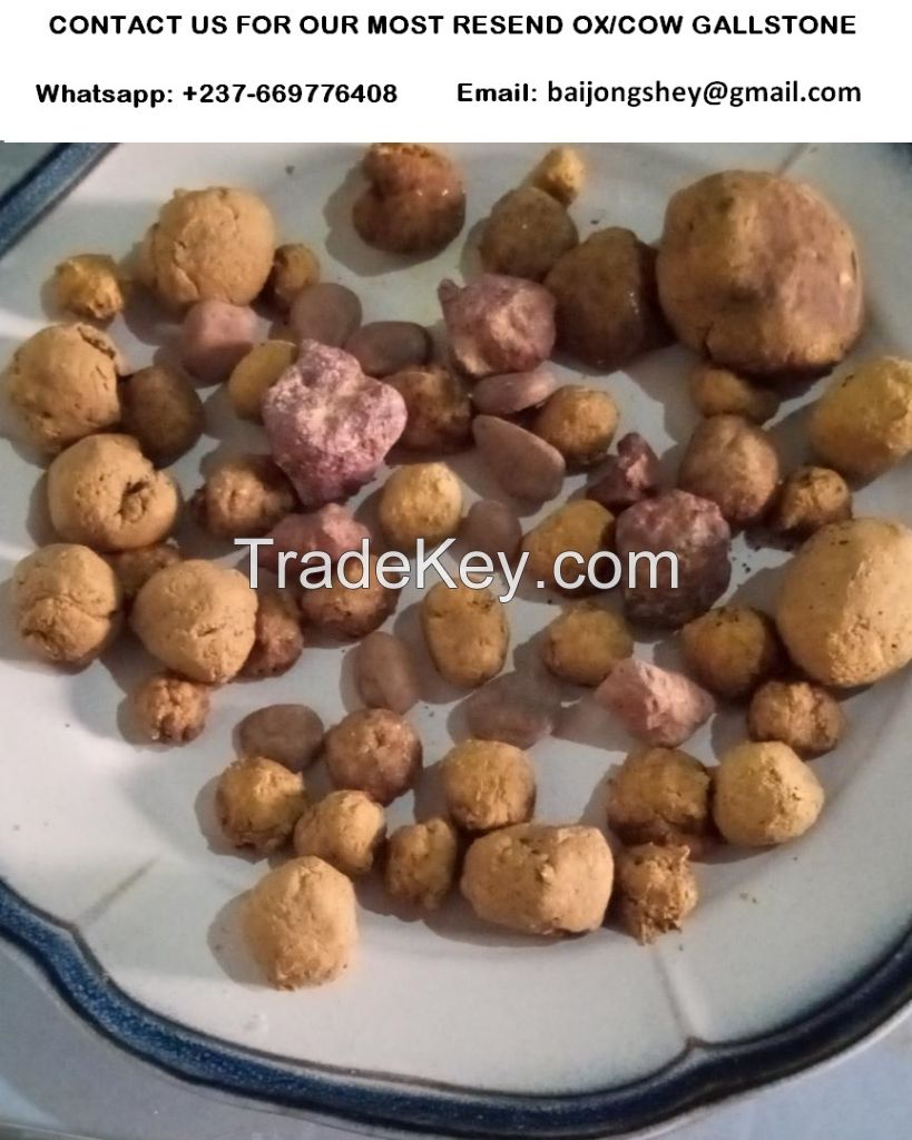 ox-cow gallstones in great quantity for  sale.