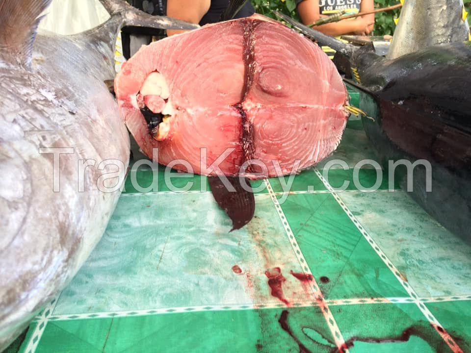 wholesale Price Yellow Fin Tuna