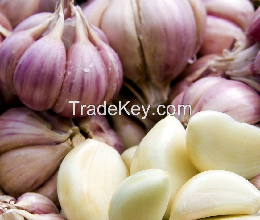 Fresh White Garlic Purple Garlic