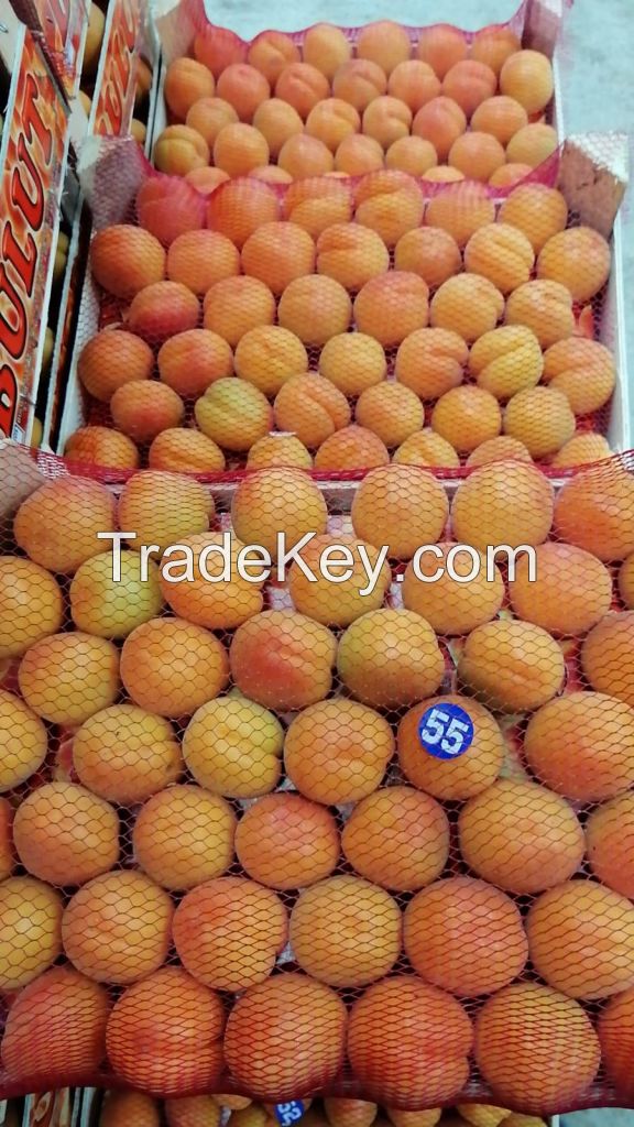 fresh Apricots for sale