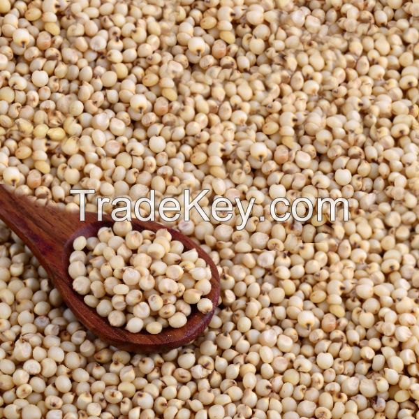 White Sorghum / Red Sorghum For Sale