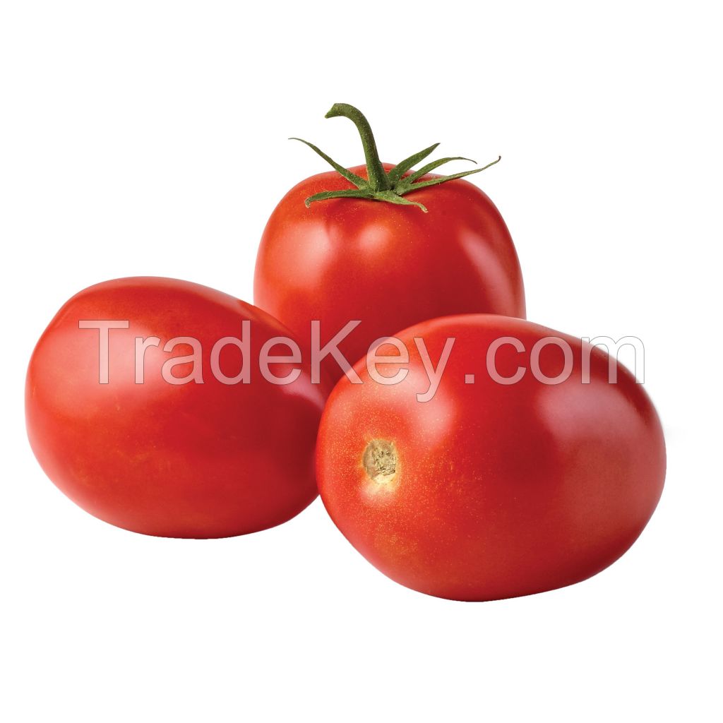 Fresh Tomatoes