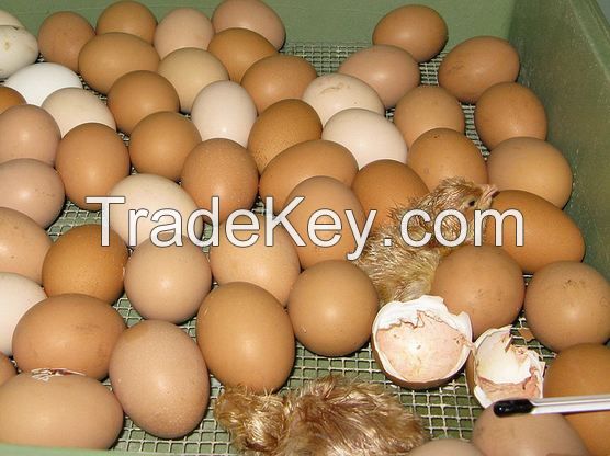 broiler hatching eggs Cobb 500  and Ross 308