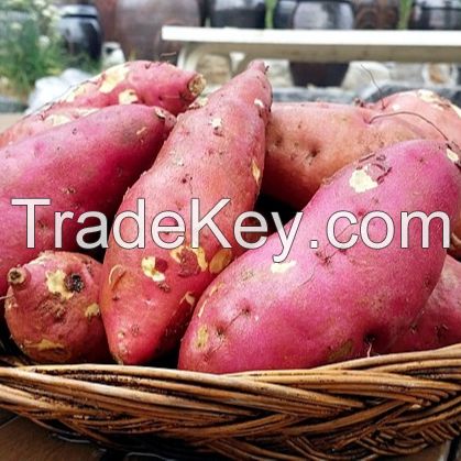 Fresh Potato/ Sweet Potatoes/ Potato