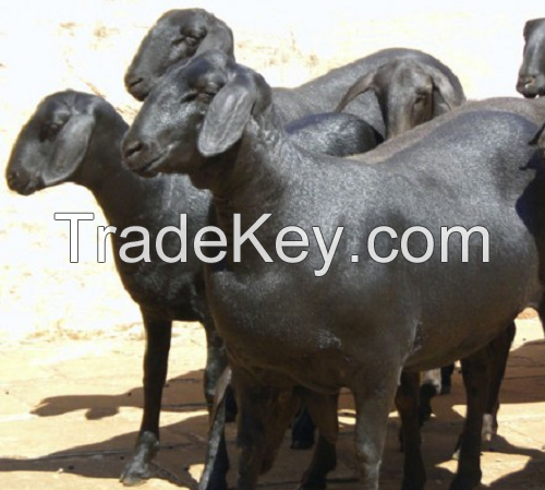 Top selling Santa Ines goats for sale