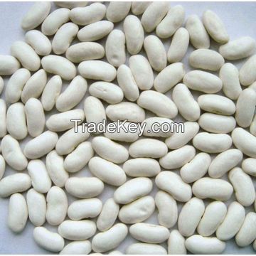 White Kidney Beans 2019 Crop Year