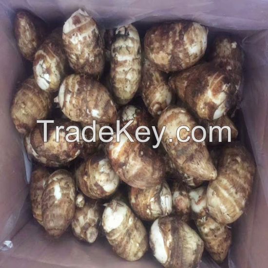 New Crop Fresh Taro Export Price 7kg/mesh bag