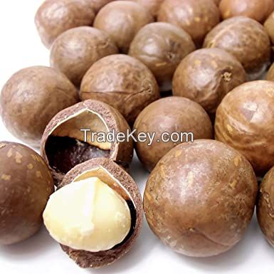 Top Quality Raw Macadamia Nuts in Shell