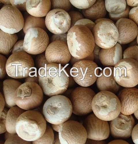 ORGANIC DRIED WHOLE ARECA NUTS/DRIED BETAL NUT OR ARECA NUTS FOR SALE