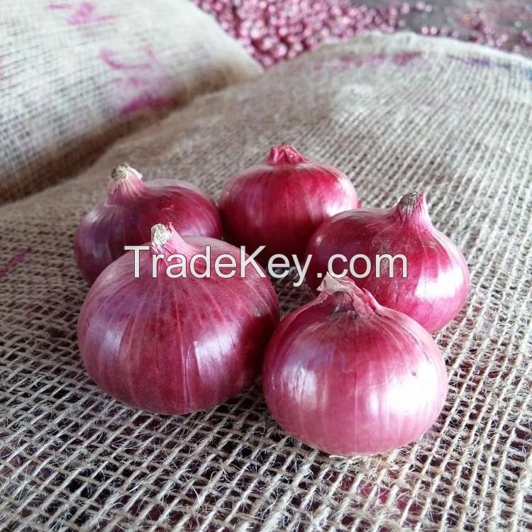 Best Wholesale  Fresh Red Onion