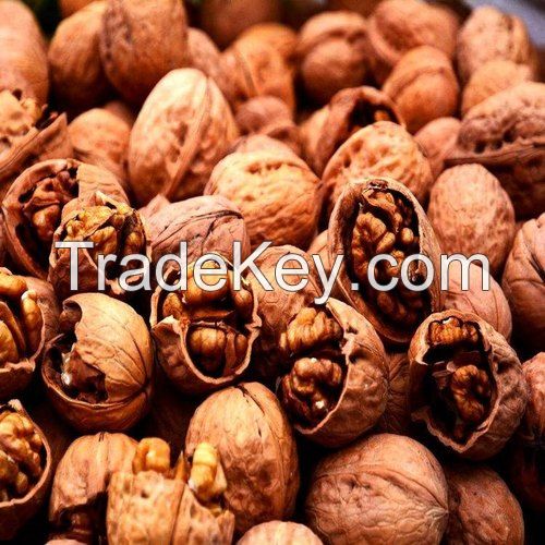 Hickory Nuts For Food Processing