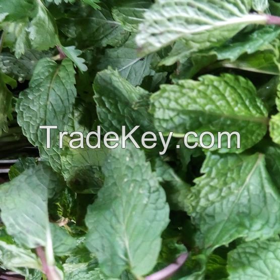 Wholesale new havested Mint Leaf for tea