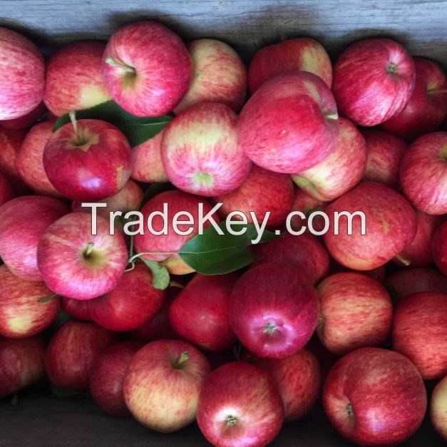 Fresh Royal Gala Apples