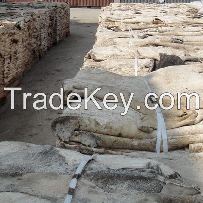 Quality Wet Salted Donkey Hides