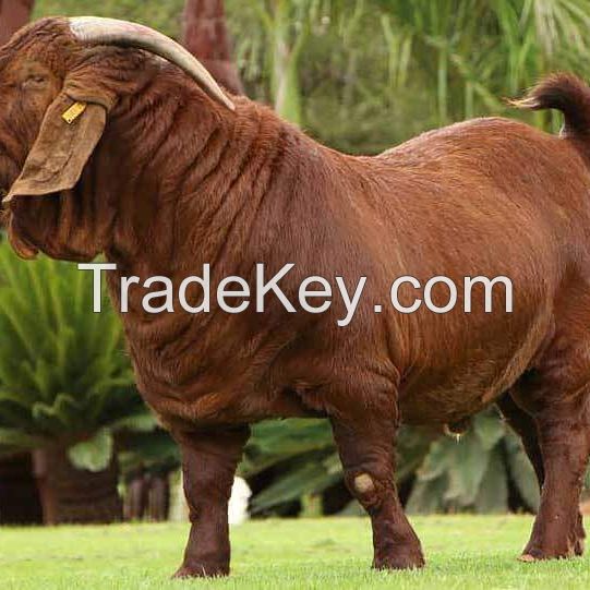 Kalahari Red Goats for sale