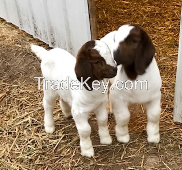 Boer Goats Live Dairy Cows and Pregnant Holstein Heifers Cow for sale