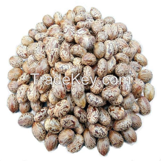 Castor Seeds High sprouting herb raw castor bean plant seeds Bulk Wholesale price oil seeds Bulk Castor