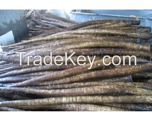 High Quality Fresh Burdock for sale