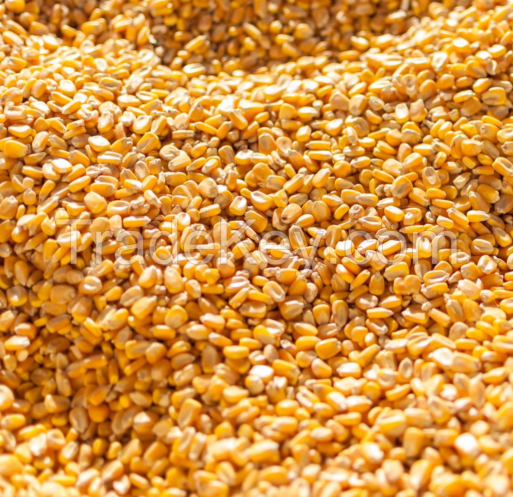Dried Pop Corn Maize/Popcorn Maize kernel