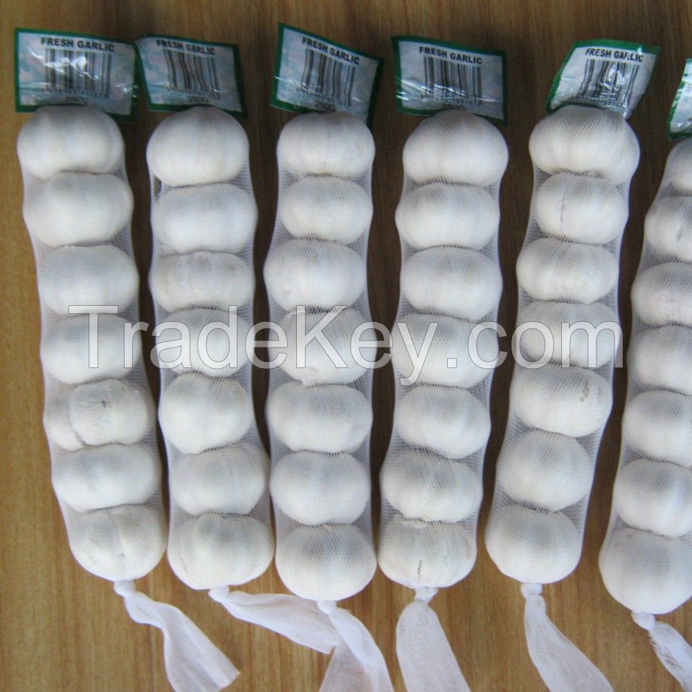 Cheap price fresh garlic normal white for low price